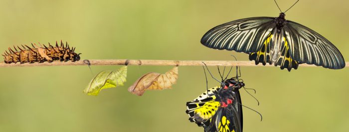 Digitale transformatie op een natuurlijke manier