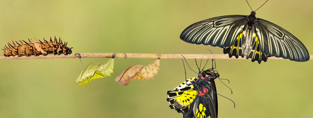 Over dieren en Digitale Transformatie